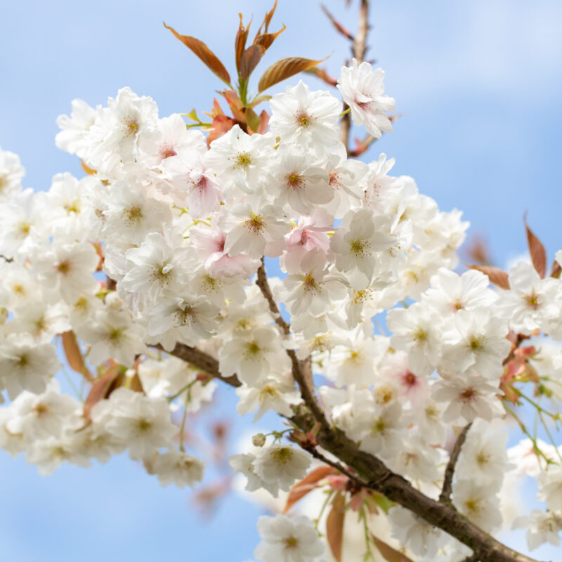 Prunus 'Fragrant Cloud'