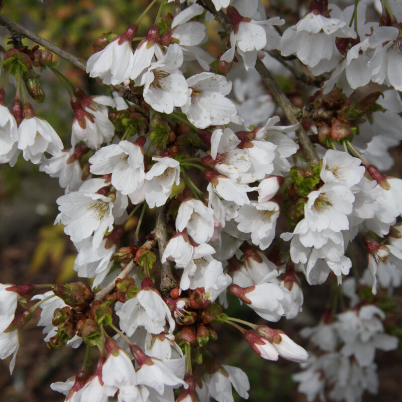 Prunus 'Frilly Frock'™ 2