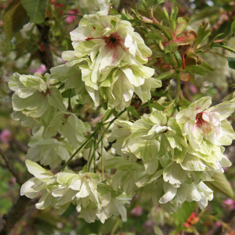 Prunus 'Gyoiko' 1