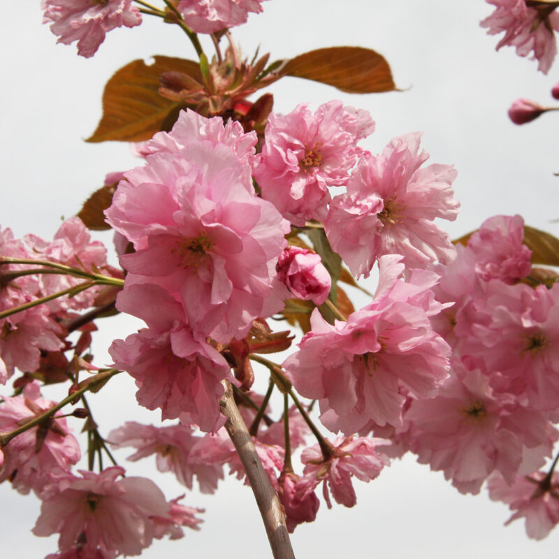 Prunus 'Hokusai' 1