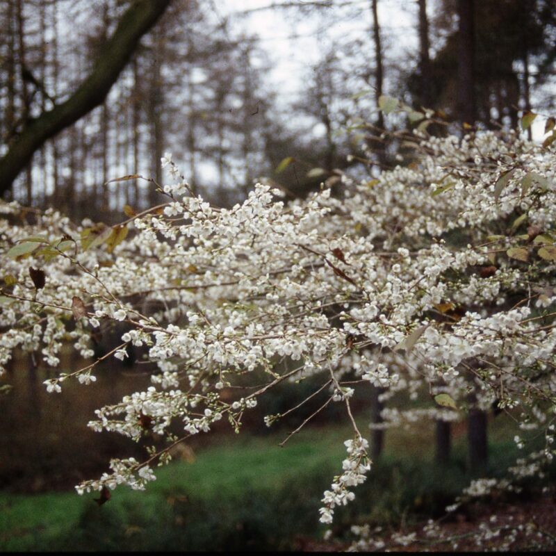 Prunus incisa 'Praecox' 1