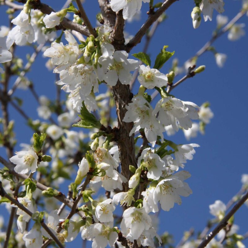 Prunus incisa 'Yamadei' 1