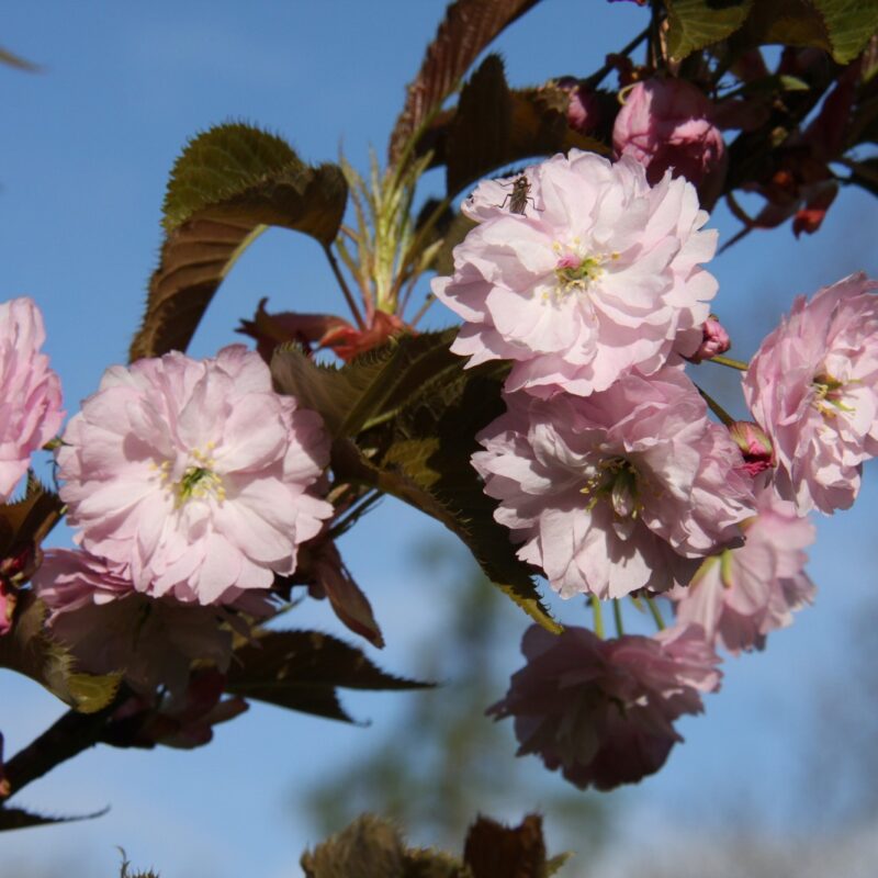 Prunus 'Kofugen'