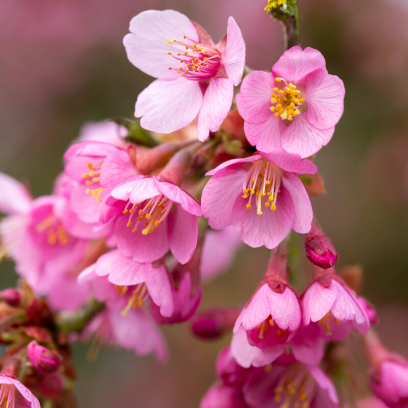 Prunus 'Kursar' 3