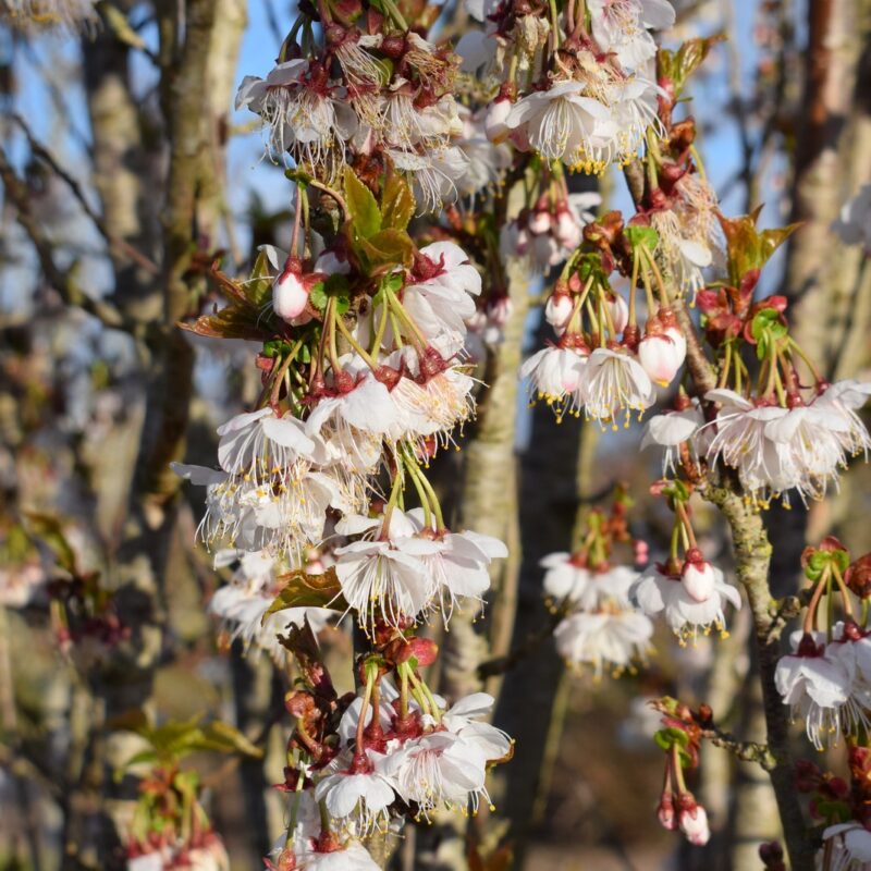 Prunus litigiosa