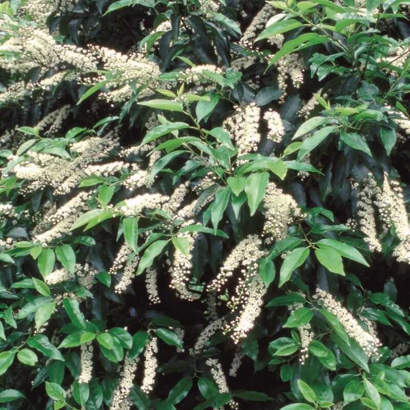 Prunus lusitanica