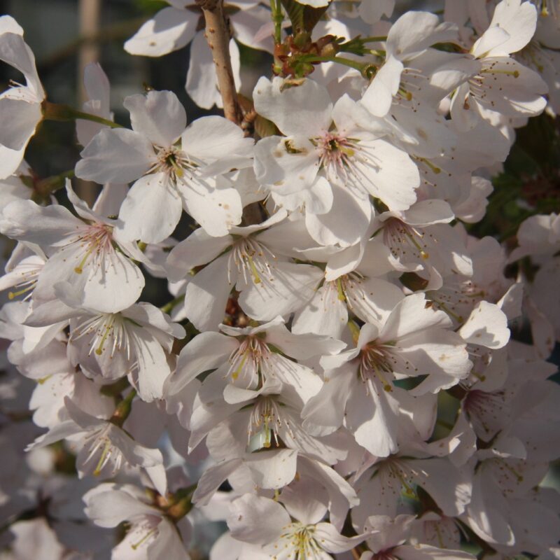 Prunus 'Pandora' 2