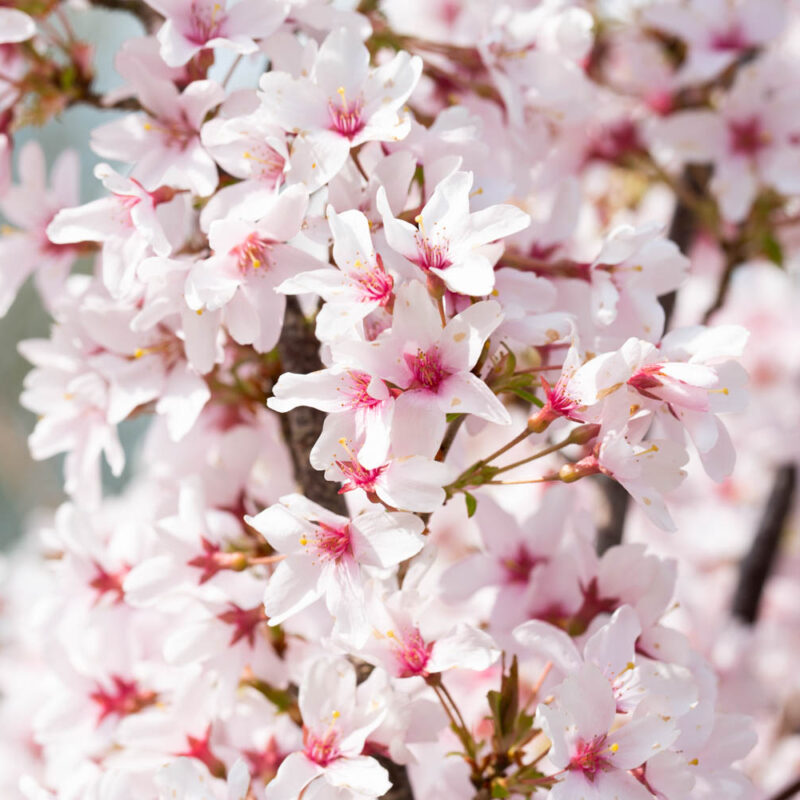 Prunus pendula 'Ascendens Rosea' 1