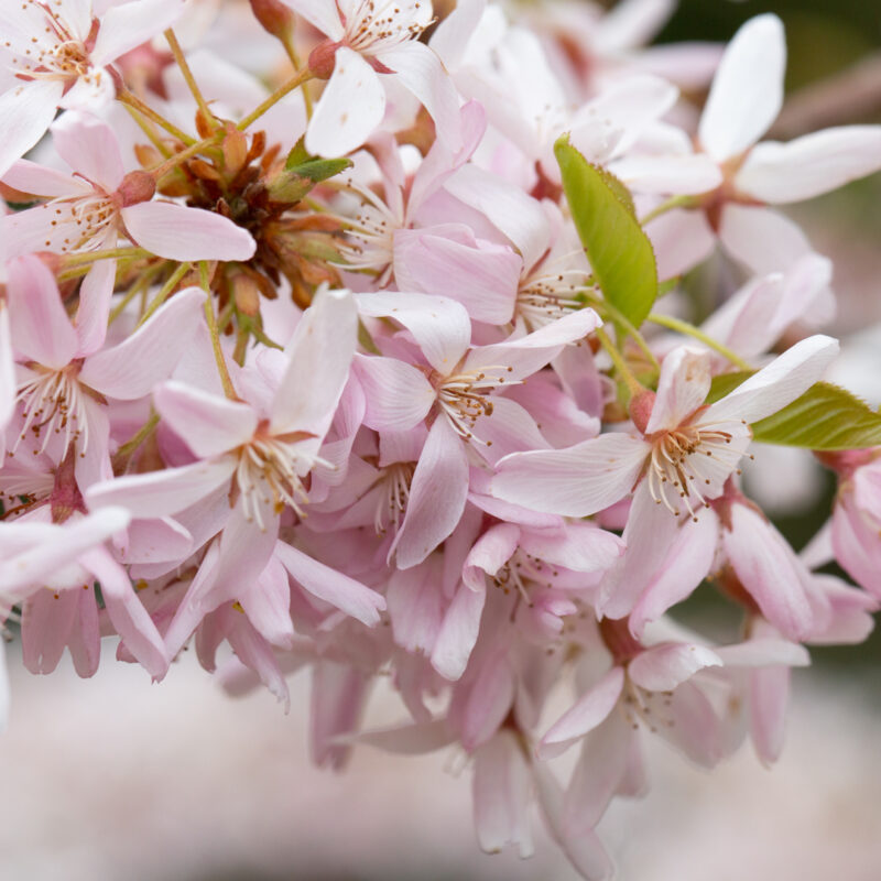 Prunus pendula 'Stellata' 2