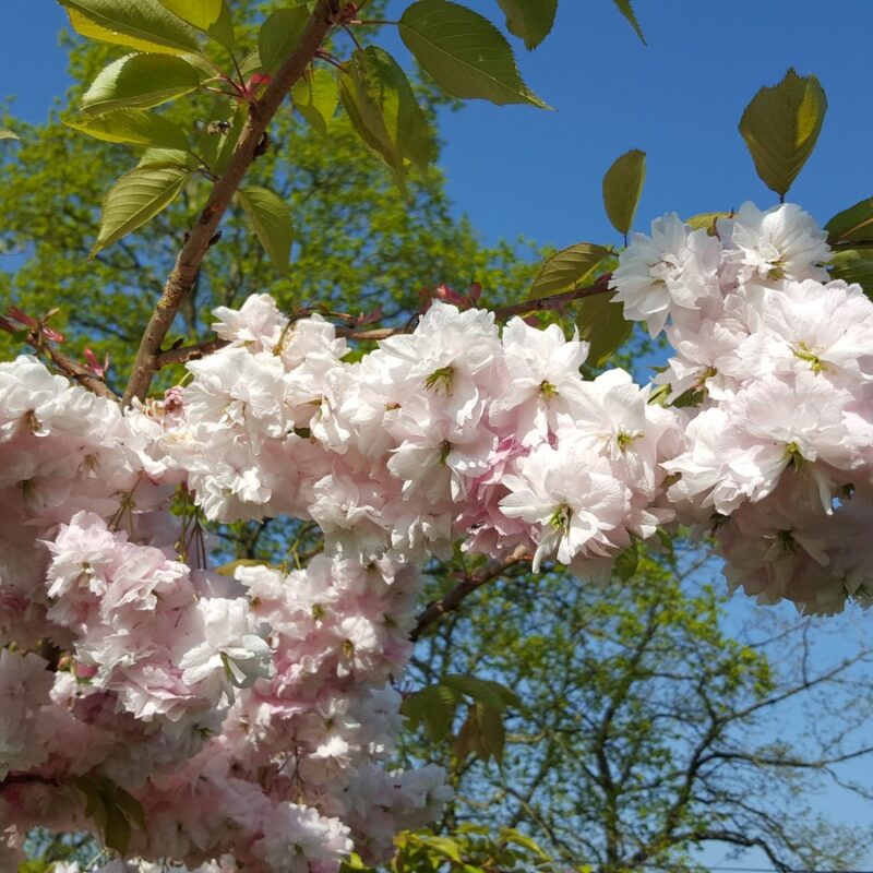 Prunus 'Pink Parasol'