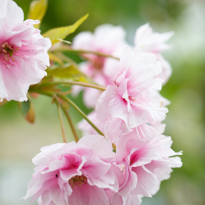 Prunus 'Pink Perfection' 2