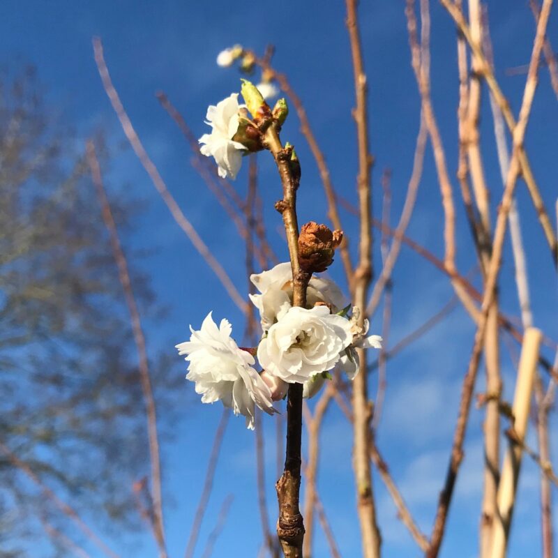 Prunus 'Powder Puff'