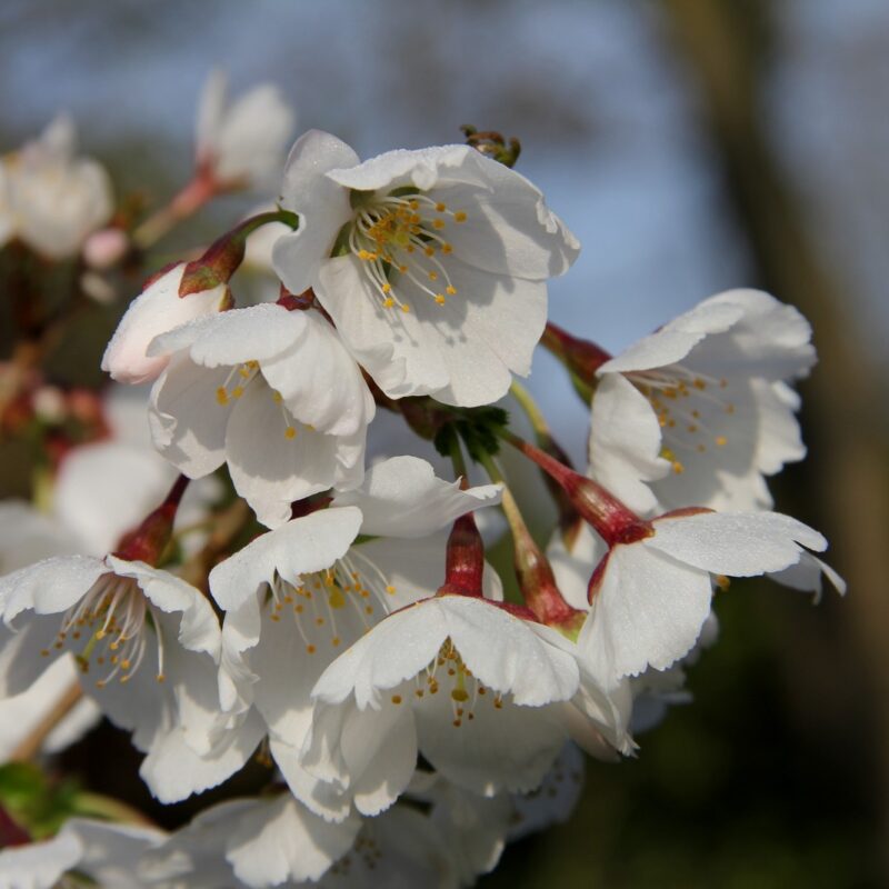 Prunus 'Royal Flame'® (Mieke) 4