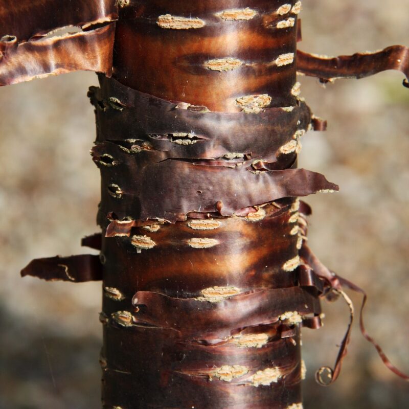 Prunus rufa 1