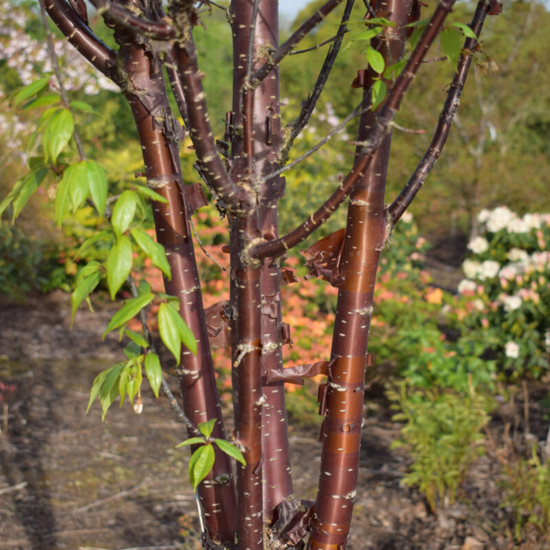 Prunus serrula 'Branklyn' 2