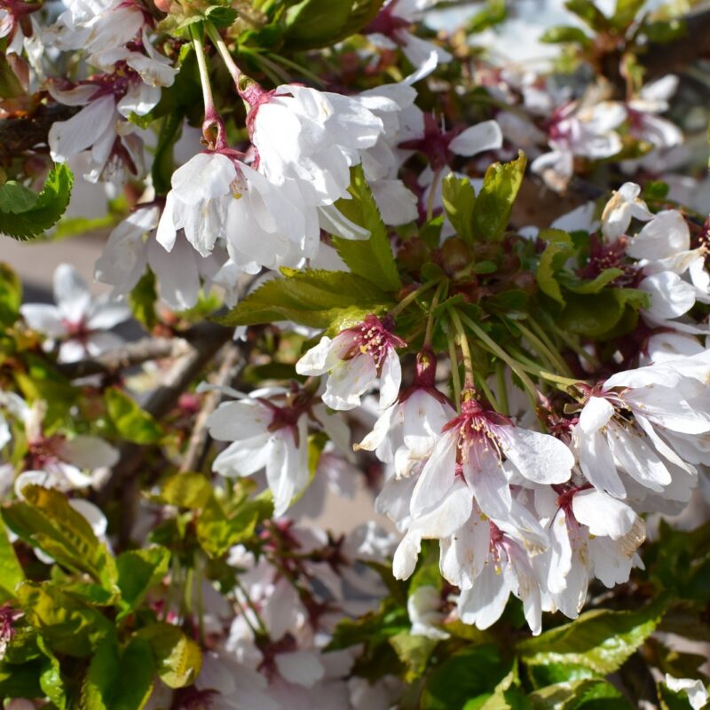 Prunus 'Snow Showers' 1