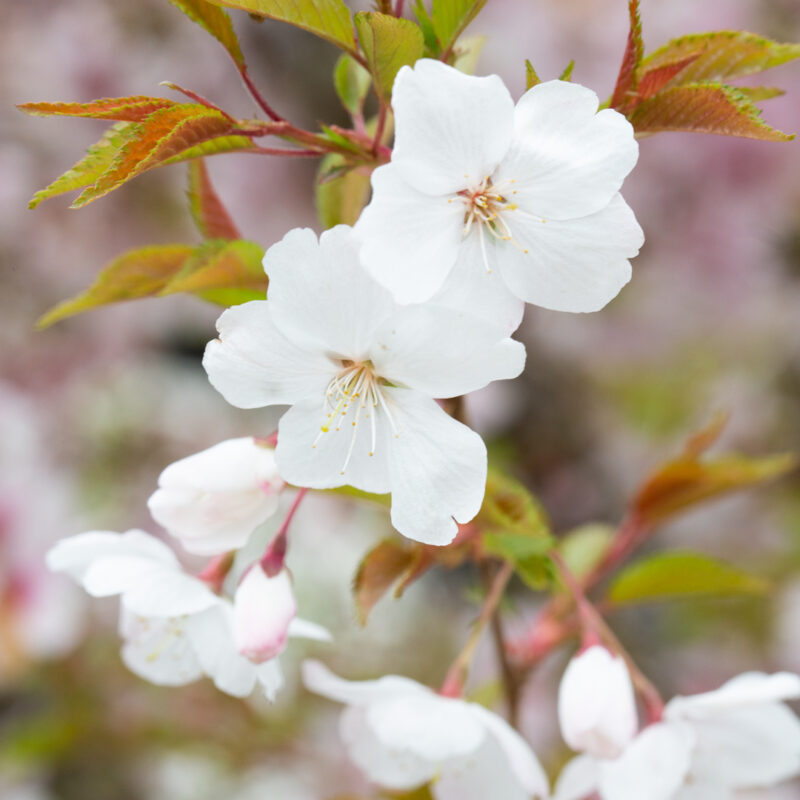 Prunus 'The Bride' 2