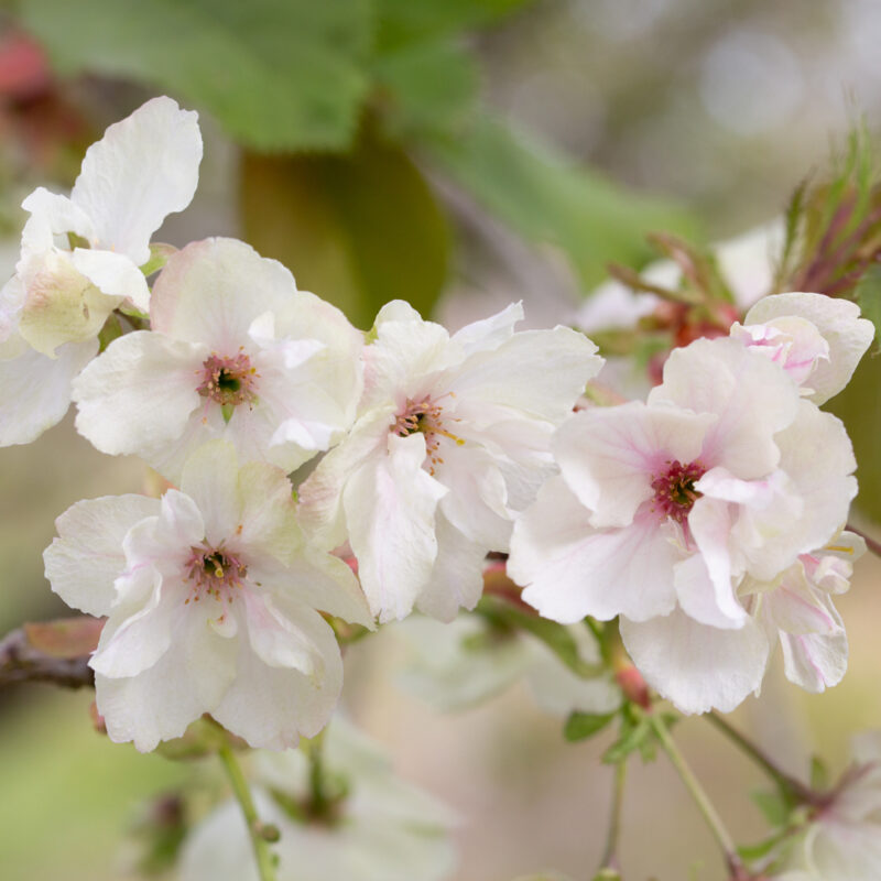 Prunus 'Ukon' 2