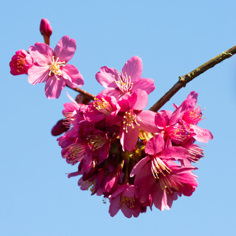 Prunus x persicoides 'Spring Glow' 1