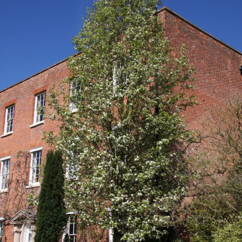 Pyrus calleryana 'Chanticleer' 1