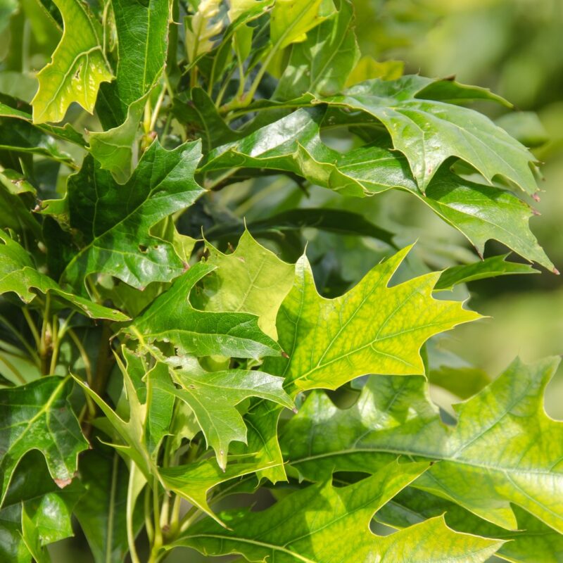 Quercus palutris 'Green Pillar' ('Pringreen')