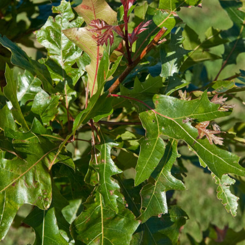 Quercus texana 'New Madrid' 1