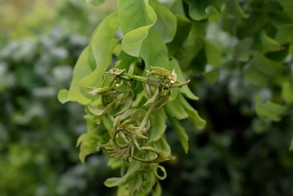 Robinia pseudoacacia 'Lace Lady'® Twisty Babe 3