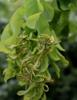 Robinia pseudoacacia 'Lace Lady'® Twisty Babe 3