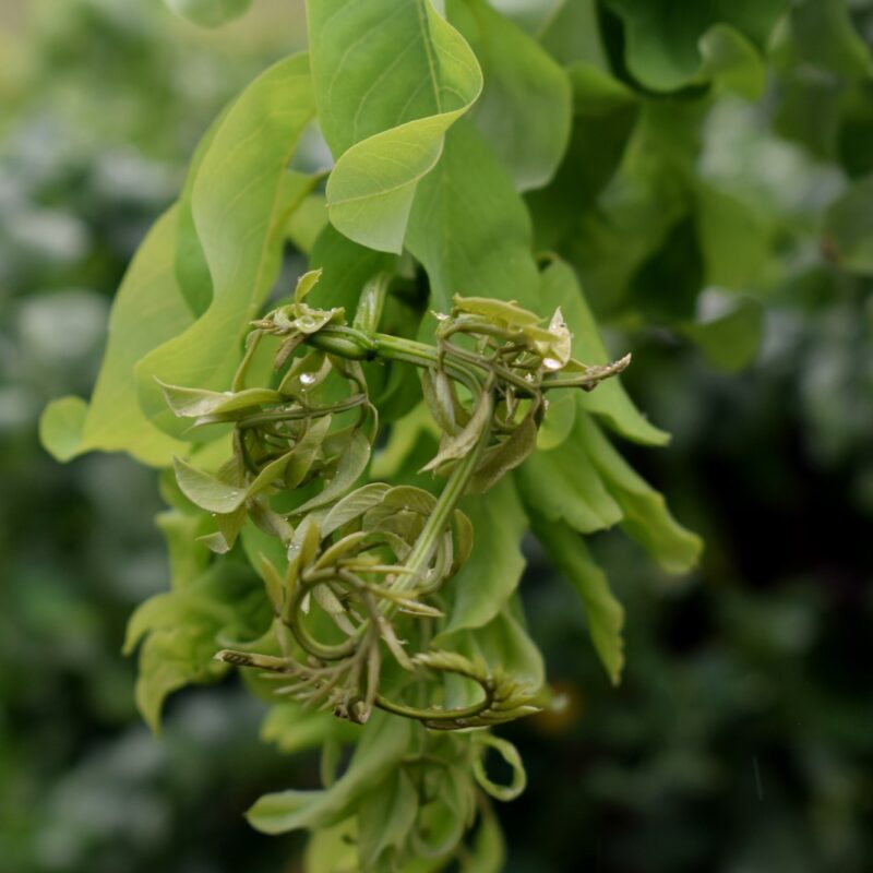 Robinia pseudoacacia 'Lace Lady'® Twisty Babe 3