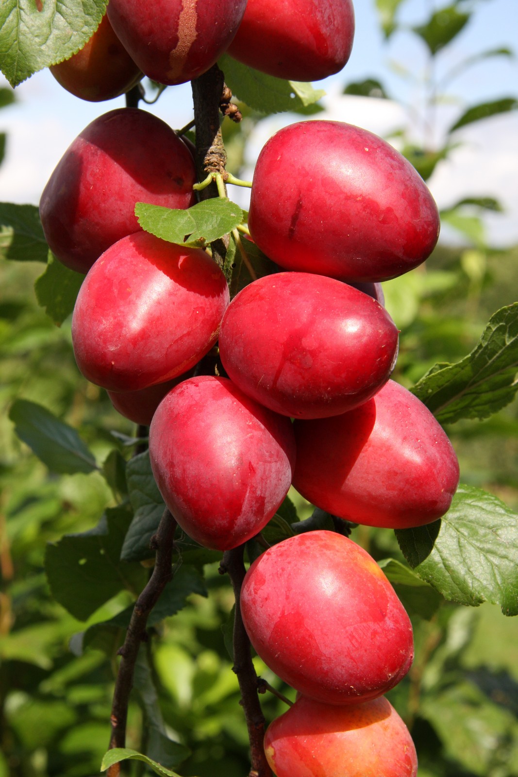 Ruby Cucumber Ruby COLUMNAR™ | Frank P Matthews