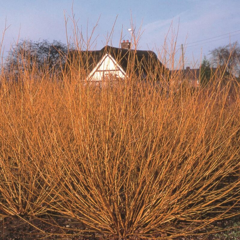 Salix alba 'Golden Ness' 1