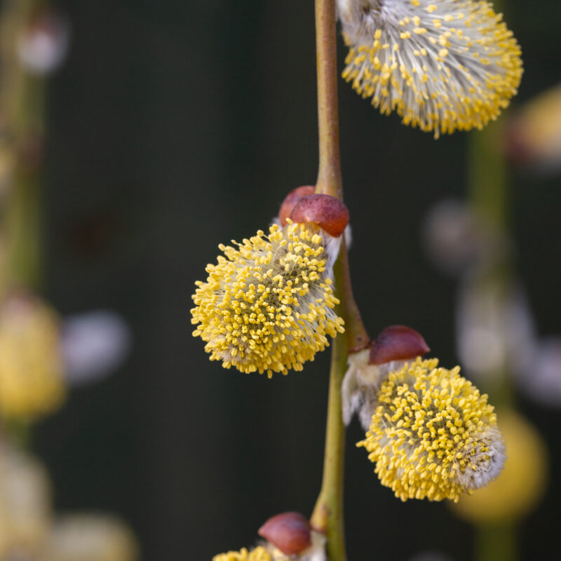 Salix caprea 'Pendula' 1