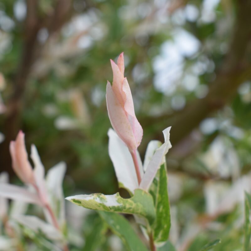 Salix integra 'Hakuro-nishiki' 2