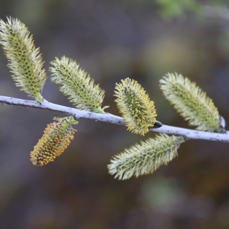 Salix irrorata 1