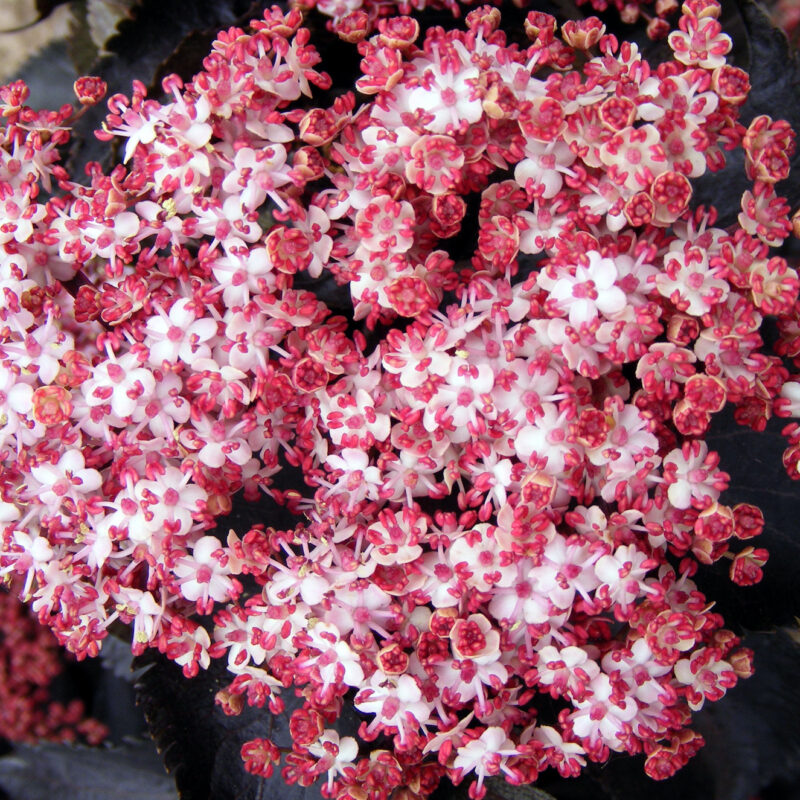 Sambucus nigra porphyrophylla 'Black Tower'® (Eiffel)