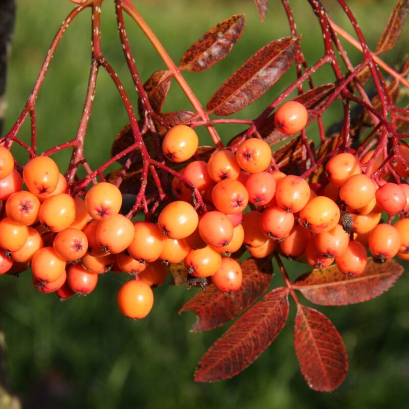 Sorbus 'Amber Light' 1