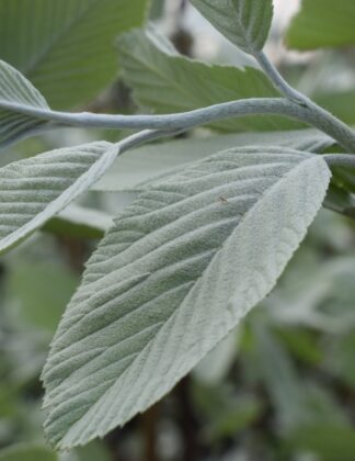 Sorbus aria 'Lutescens' 1