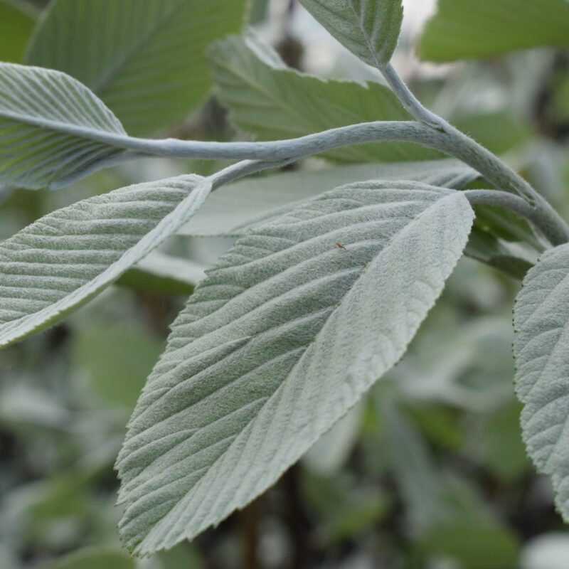 Sorbus aria 'Lutescens' 1