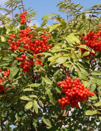 Sorbus aucuparia 1