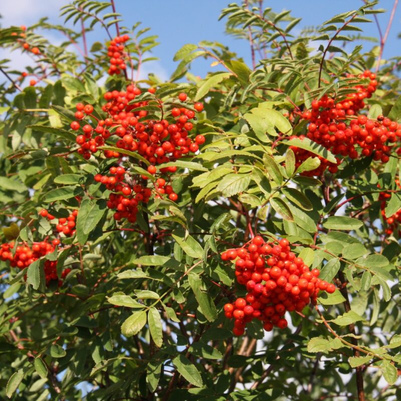 Sorbus aucuparia 1