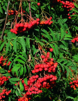 Sorbus aucuparia 'Aspleniifolia' 2