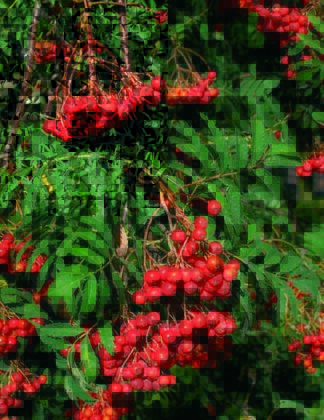 Sorbus aucuparia 'Aspleniifolia' 2