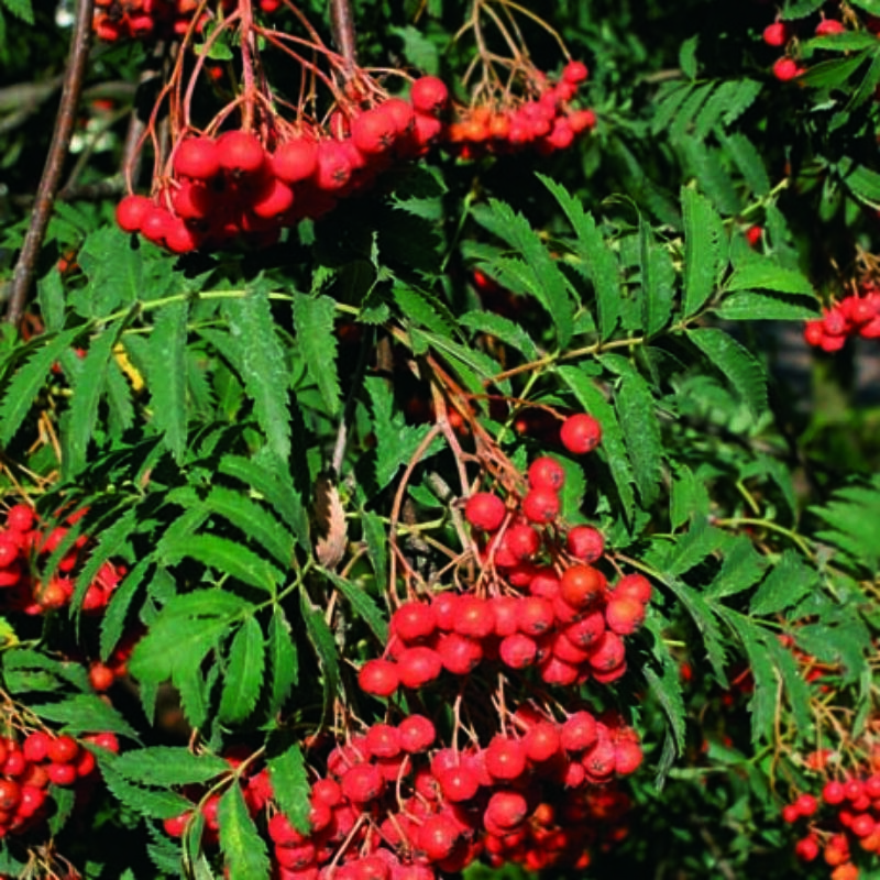 Sorbus aucuparia 'Aspleniifolia' 2