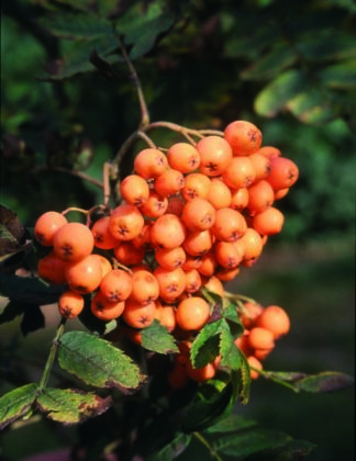 Sorbus aucuparia 'Croft Coral' 1