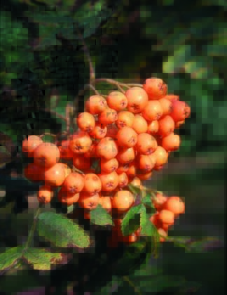 Sorbus aucuparia 'Croft Coral' 1