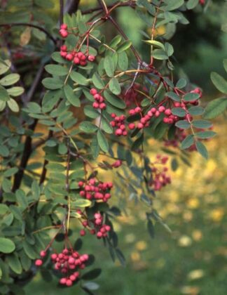 Sorbus carmesina 'Emberglow'