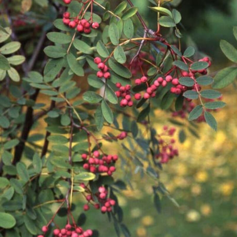 Sorbus carmesina 'Emberglow'