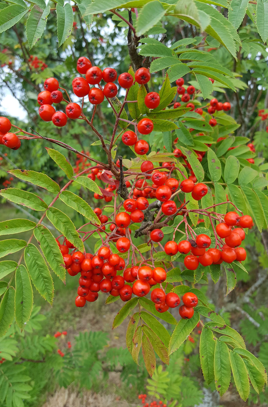 Sorbus discolor | Frank P Matthews