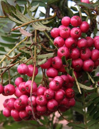 Sorbus 'Glendoick Spire'™ 1