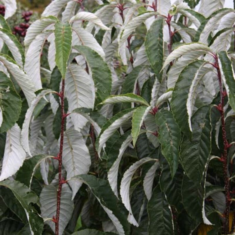 Sorbus hemsleyi 'John Bond' 2